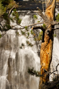 gibbon falls